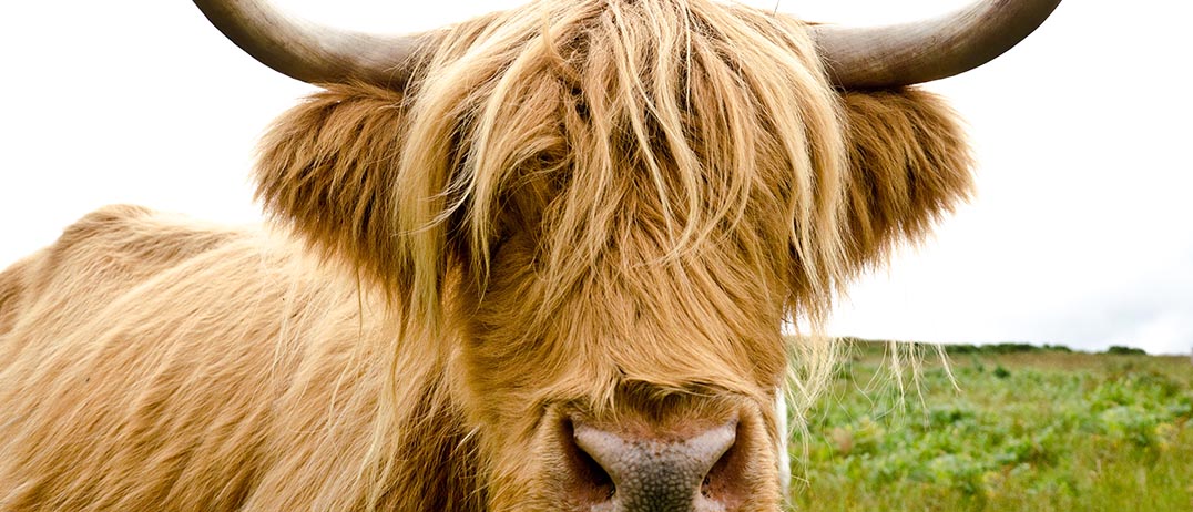 close up shot of a large brown highland cow with horns grazing in a grassy field